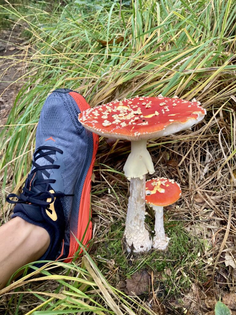 Gigantische paddenstoel met witte stippen naast een schoen, maat 47. 